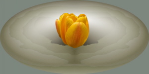 Bl&uuml;te 50/100 cm