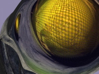 Gro&szlig;maul, 40/30 cm